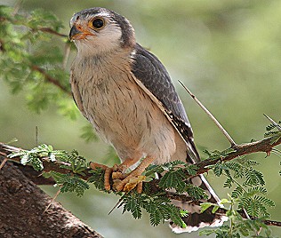Pygmaenfalke, Pygmy Falcon, Polihierax semitorquatus castanonotus 1,0